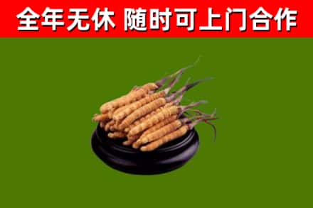 延庆烟酒回收冬虫夏草.jpg